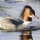 Gooseander on the Cuddy at Peebles